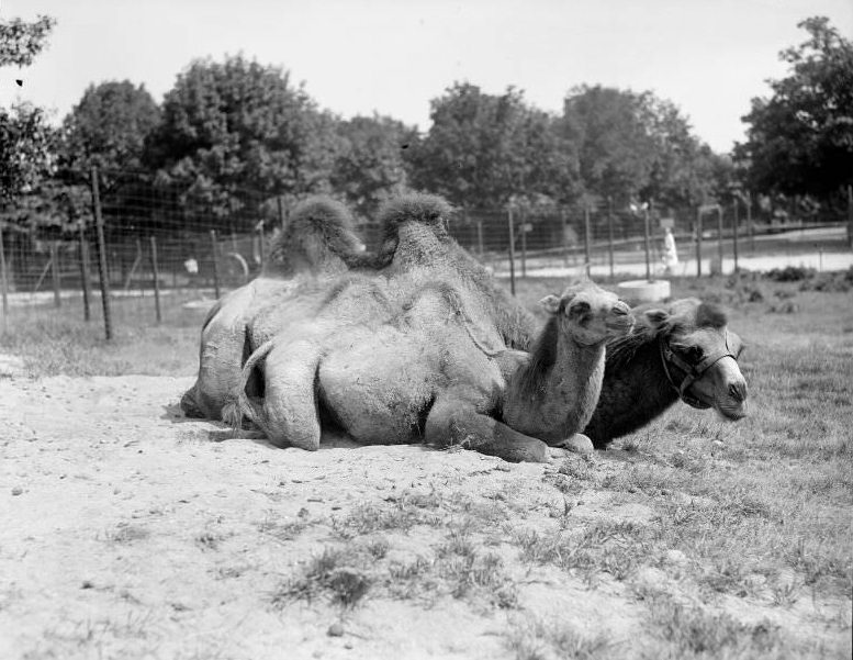 #6 Camels – Mother and young, Franklin Park Zoo