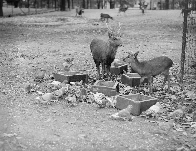 #7 Deer and pigeons eat together, Franklin Park Zoo