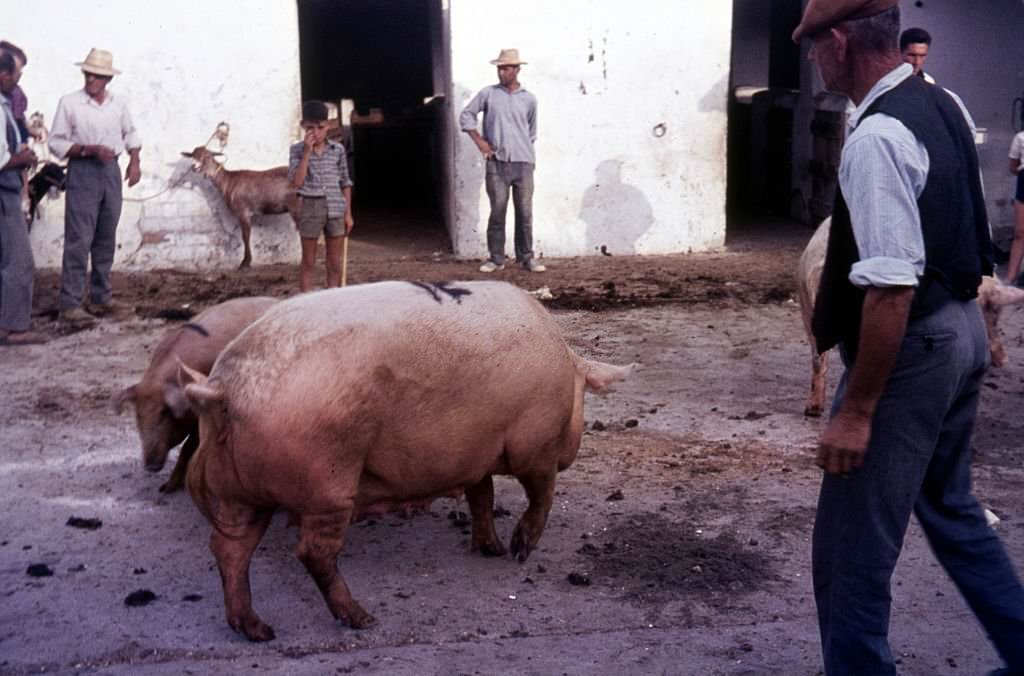 #35 Spanien, Schweinemarkt, Mallorca, 1970s