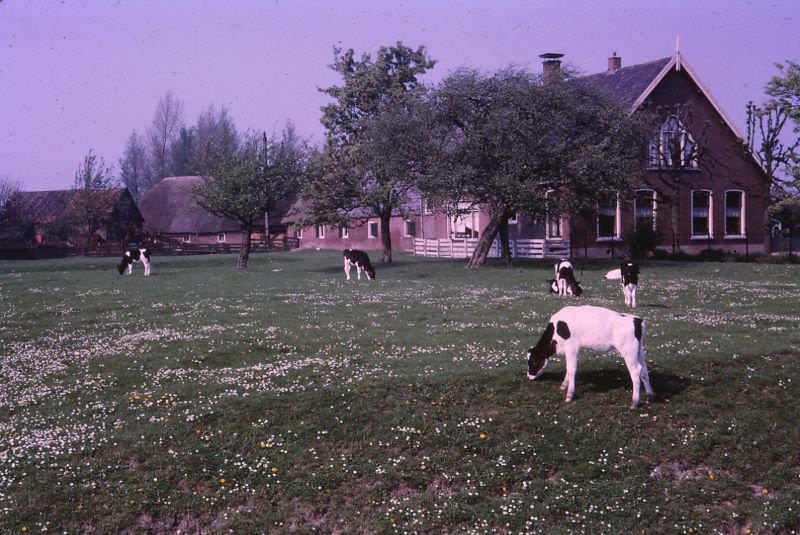 #20 Friesian cows grazing, old Dutch farmhouse and thatched roof barns, Netherlands, 1966