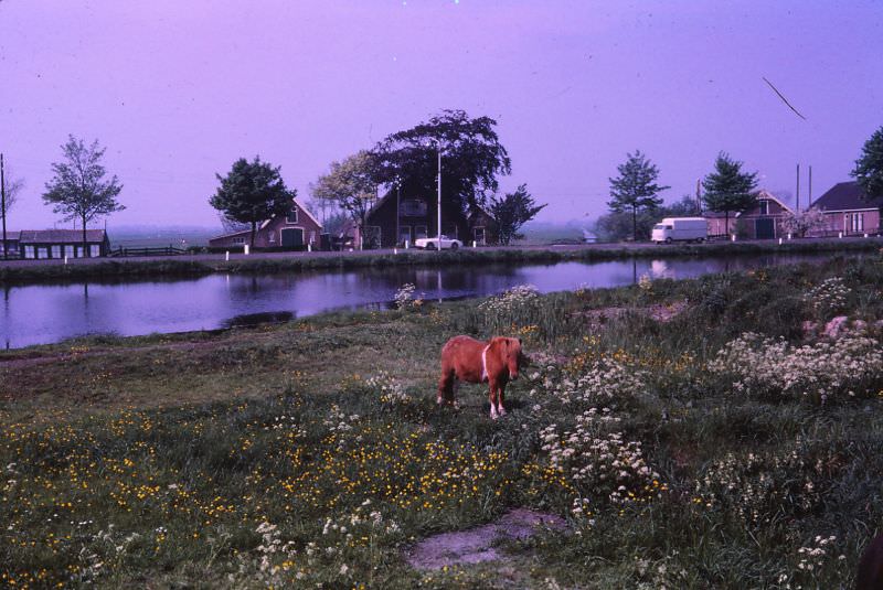 #29 Shetland pony, Netherlands, 1966
