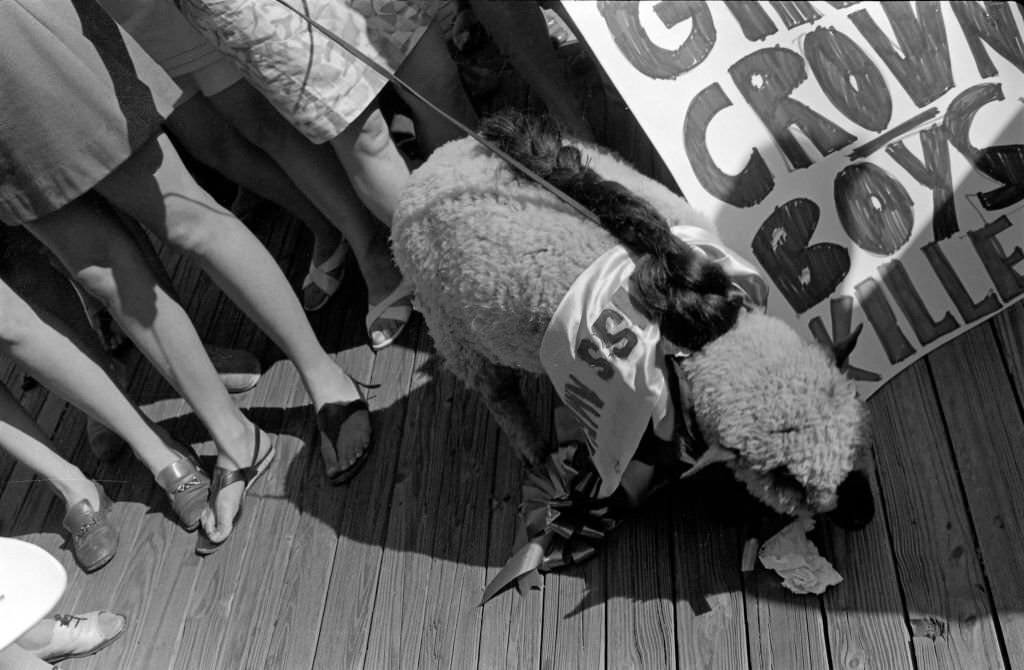 #31 A live sheep, wearing a Miss America sash and on a leash, stands amidst the legs of demonstrators at a protest against the Miss America beauty pageant, Atlantic City, 1968.