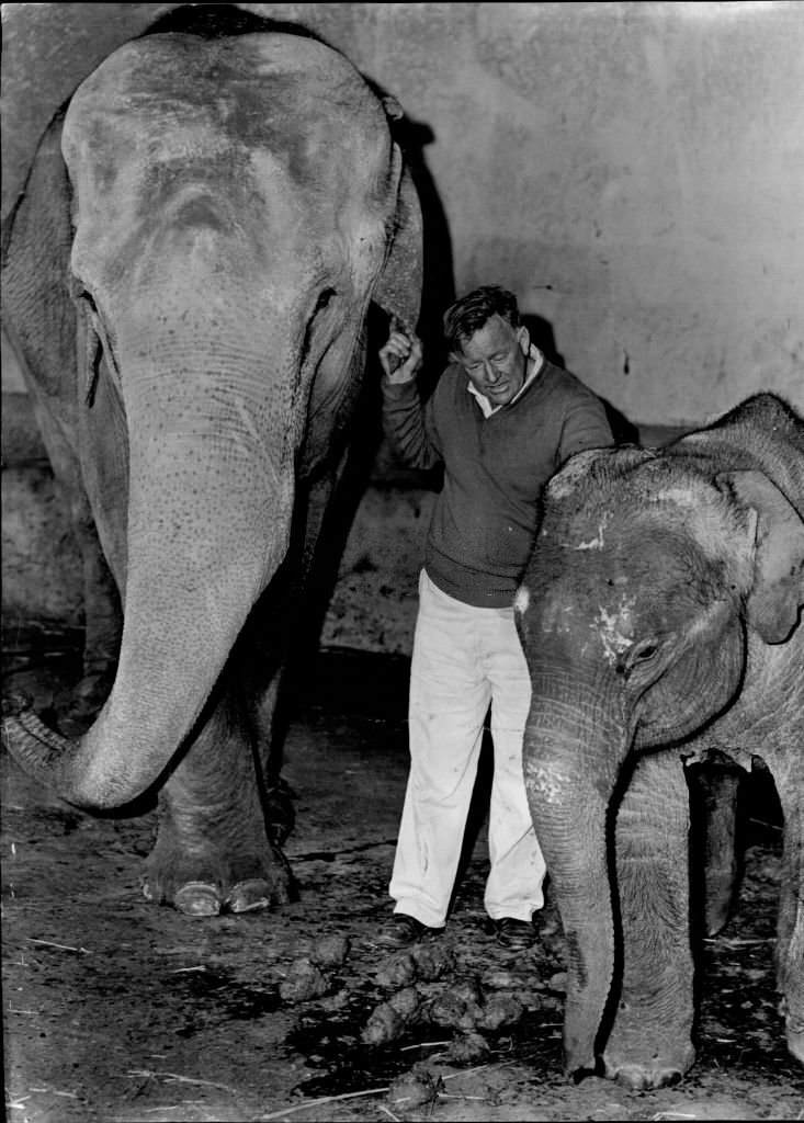 #104 6 Elephants arrived by the Straat Banks from Singapore today for Bullen’s circus and were taken straight to the Zoo for quarantine.