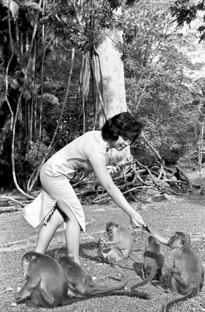 #115 An Asian woman feeding a group of monkeys in Singapore, 1960s