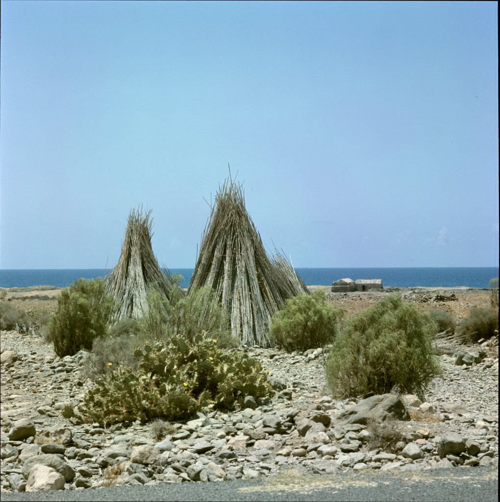 #30 Cacti in Tenerife, 1970