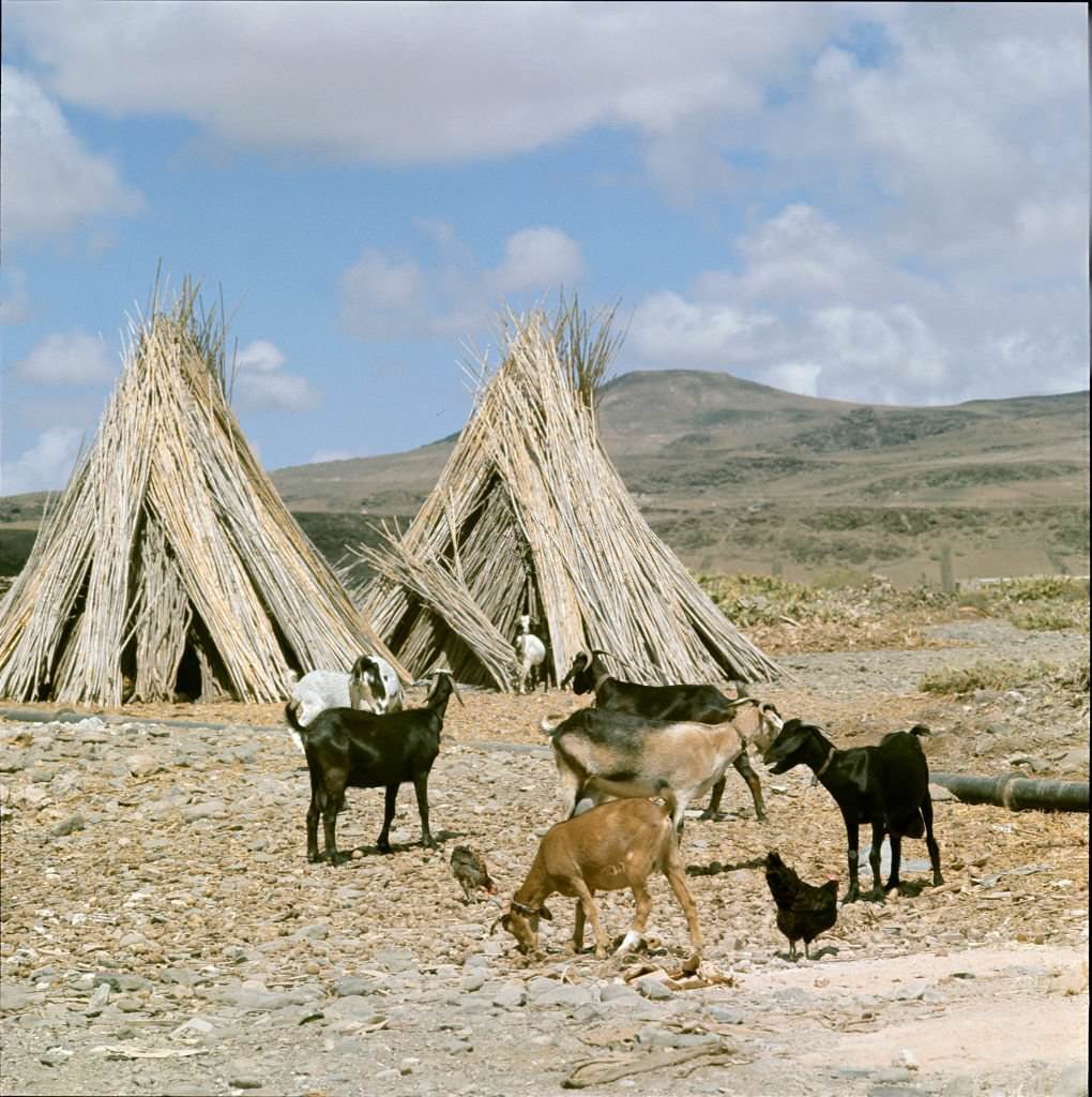 #35 Goats, agriculture in Tenerife, 1970