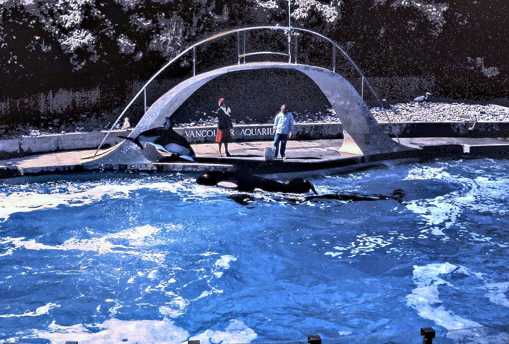 #45 Vancouver Aquarium Orca Pool, 1980