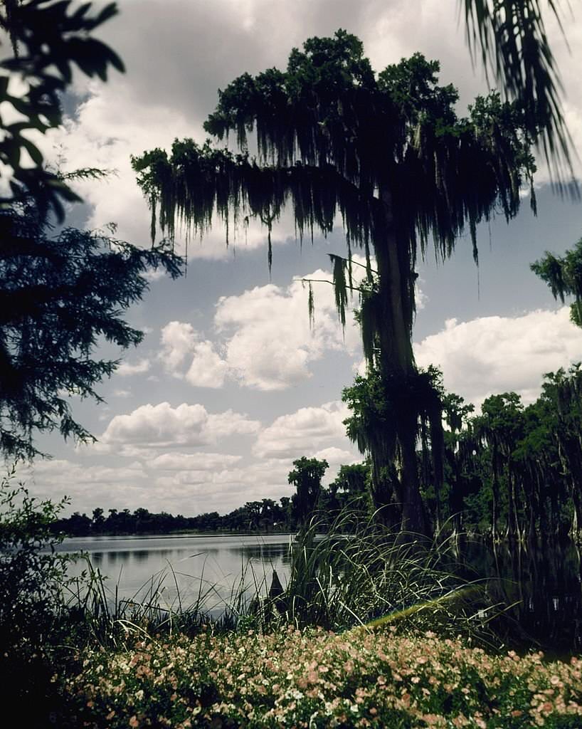 #70 A view of the trees and water at Cypress Gardens theme park in 1953 near Winterhaven, Florida.