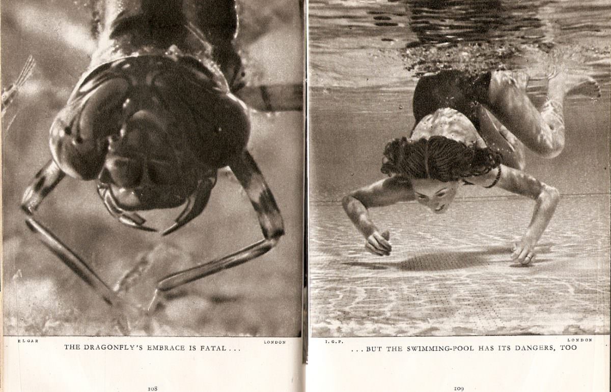 The dragonfly’s embrace is fatal but the swimming-pool has its dangers too