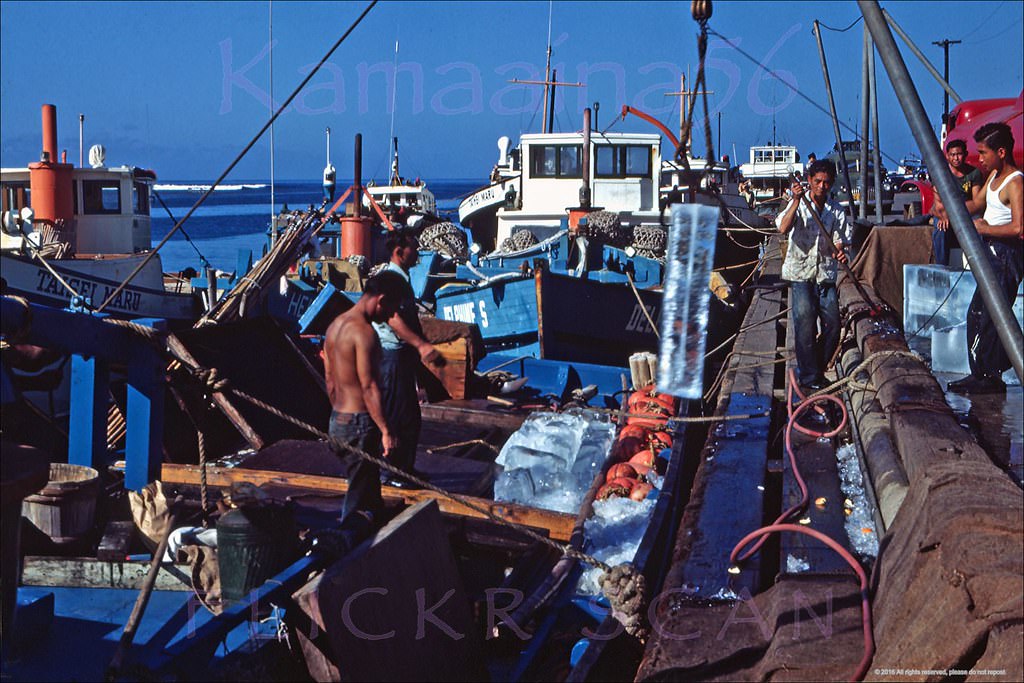 #34 Fishermen unloading catch from sampans at Kewalo Basin on south shore Oahu, 1948