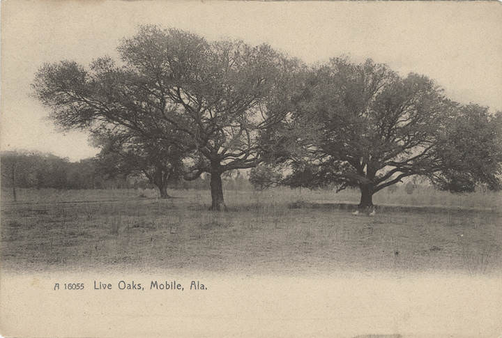 #105 Live Oaks, Mobile, 1907