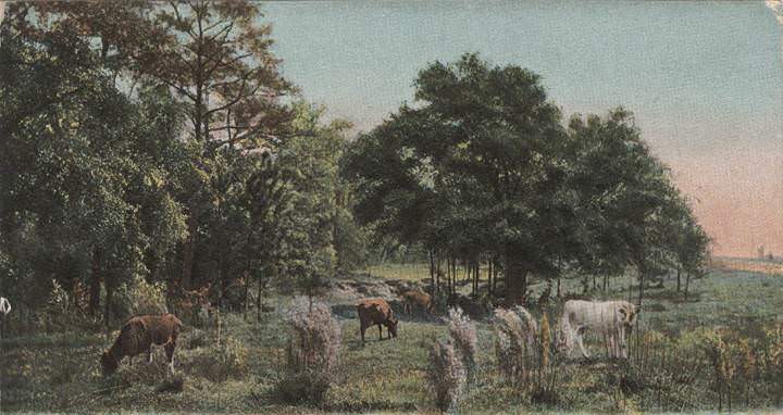 #140 In the Convent Grounds, Mobile, Alabama, 1900s