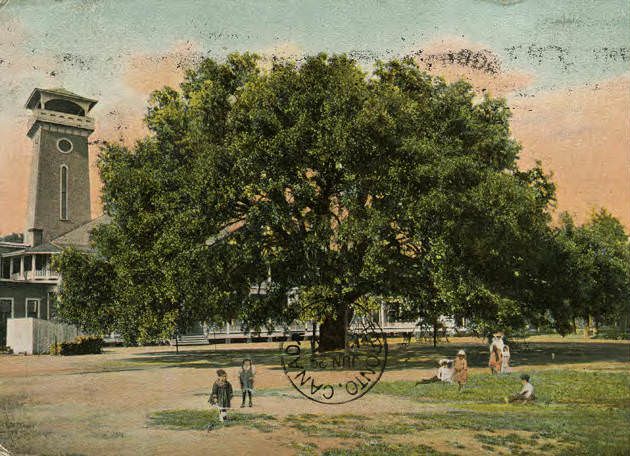 #141 Live Oak Tree (Spreading over 100 feet), Mobile, Alabama, 1900s