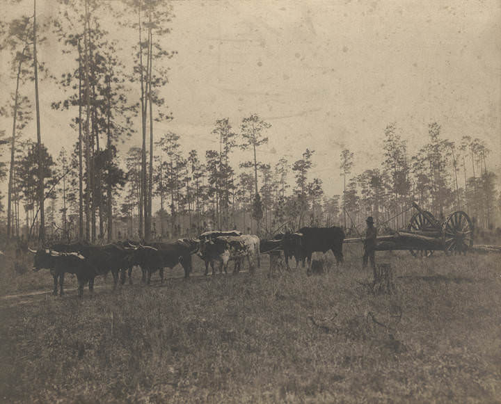 #222 African American man driving a team of oxen pulling a wagon of logs in Mobile, Alabama, 1900s