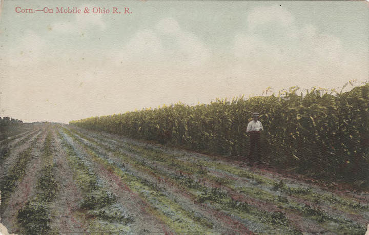 #54 Corn – On Mobile, 1900s