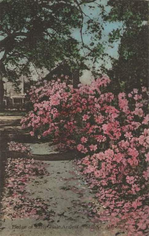 #94 Hedge of Early Pink Azaleas, Mobile, Alabama, 1901