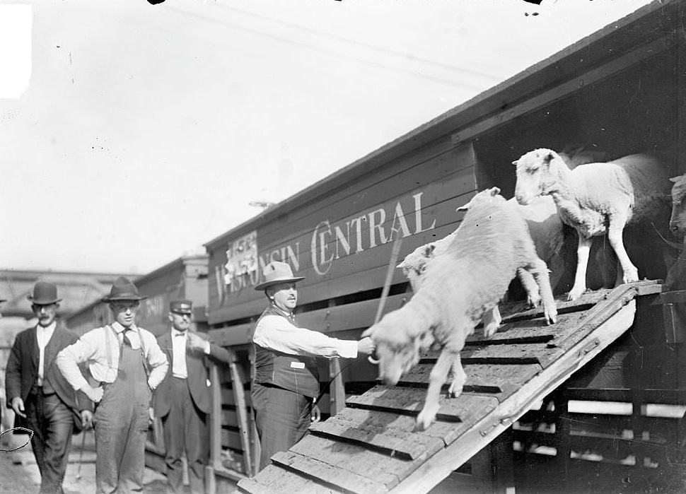 #118 A man with a raised cane herding sheep down a ramp leading from a Wisconsin Central railroad car at the stockyards in the New City community area, Chicago, Illinois, 1904.