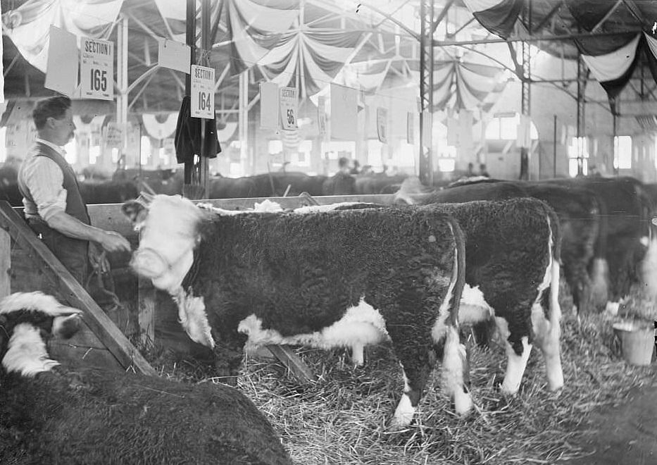 #119 A line of cows tied in pens inside a building at the International Live Stock Exposition at the stockyards, Chicago, 1904.