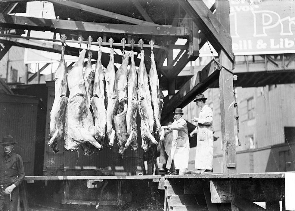 #120 Man in a white coat pulling an animal carcass that is hanging by a hook along an overhead pulley in the stockyards, Chicago, 1904.