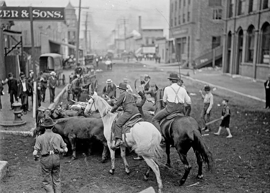 #125 Men on horseback herding cattle on a street, while other men and boys watch in the background, during the 1904 Stockyards Strike, Chicago.