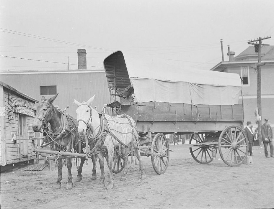Horse-drawn wagon, Chicago, Illinois, 1905