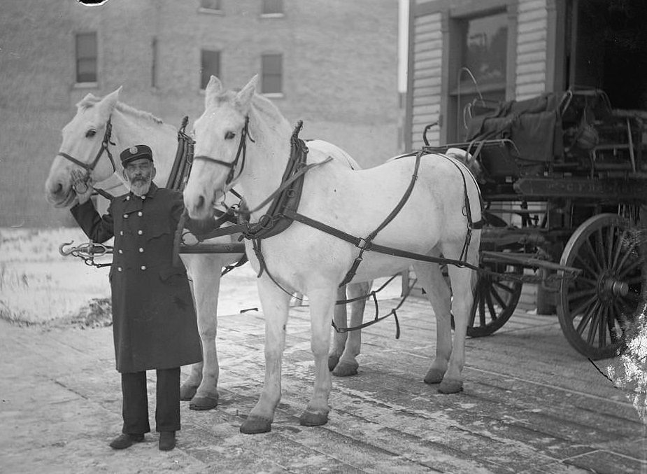 #214 A fireman, Bonnel, standing with two white horses, Chicago, Illinois, 1900s.