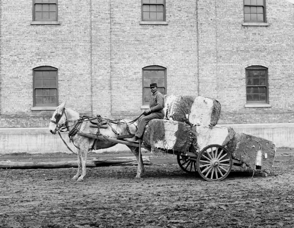 #33 Man and Cotton Cart, Mobile, Alabama, 1906