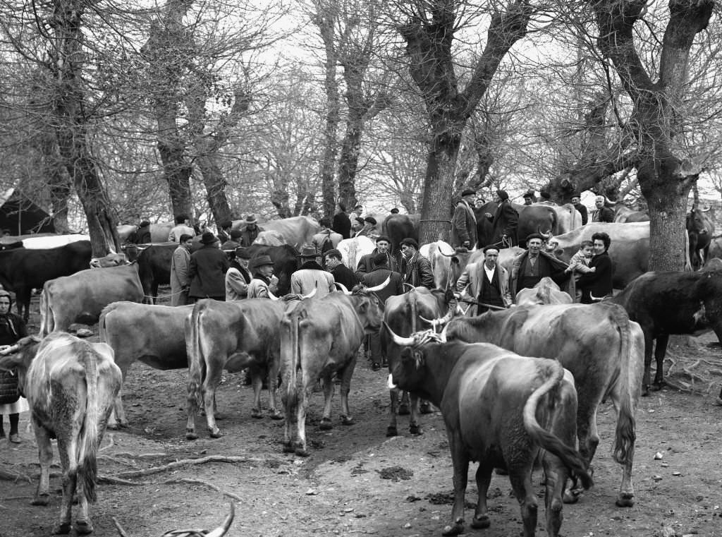 #131 Fair of the cattle of Peña, Galicia, Spain, 1963.