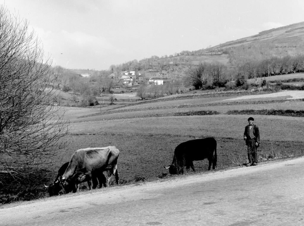 #151 Shepherd with his cows, Barella, Galicia, Spain, 1963.