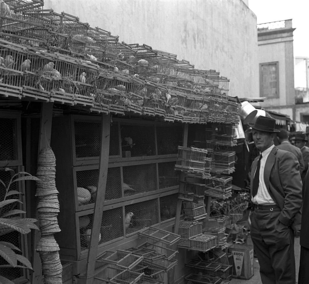 #157 A part of the canary birds which can be bought in their home country, the Canary Islands, are imported from Germany.