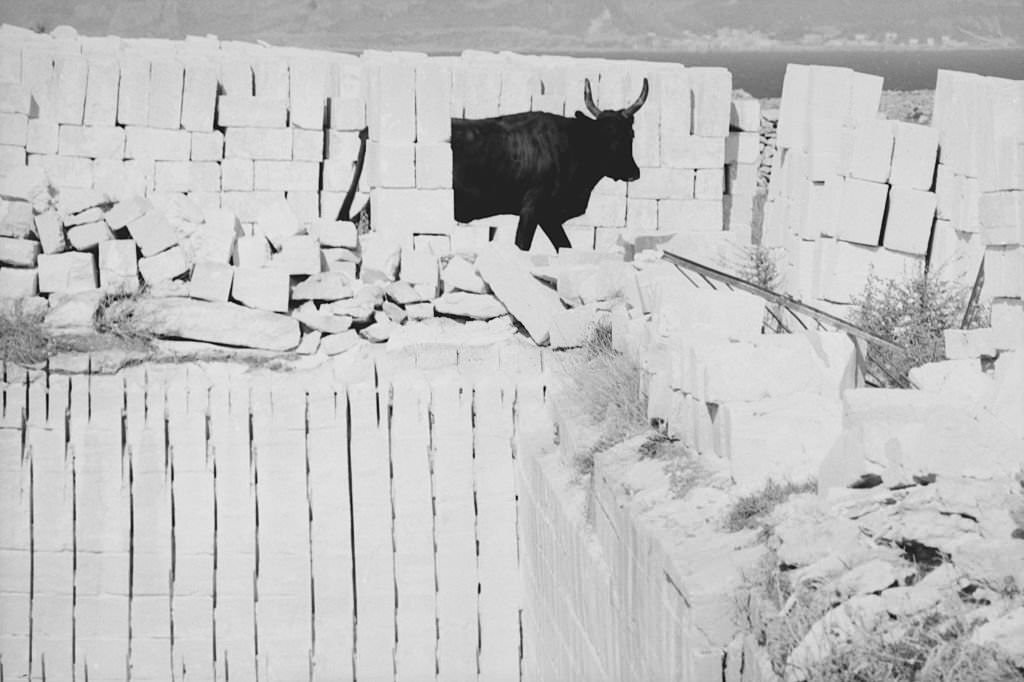 #167 A bull in a quarry in the Canary Islands, 1968.