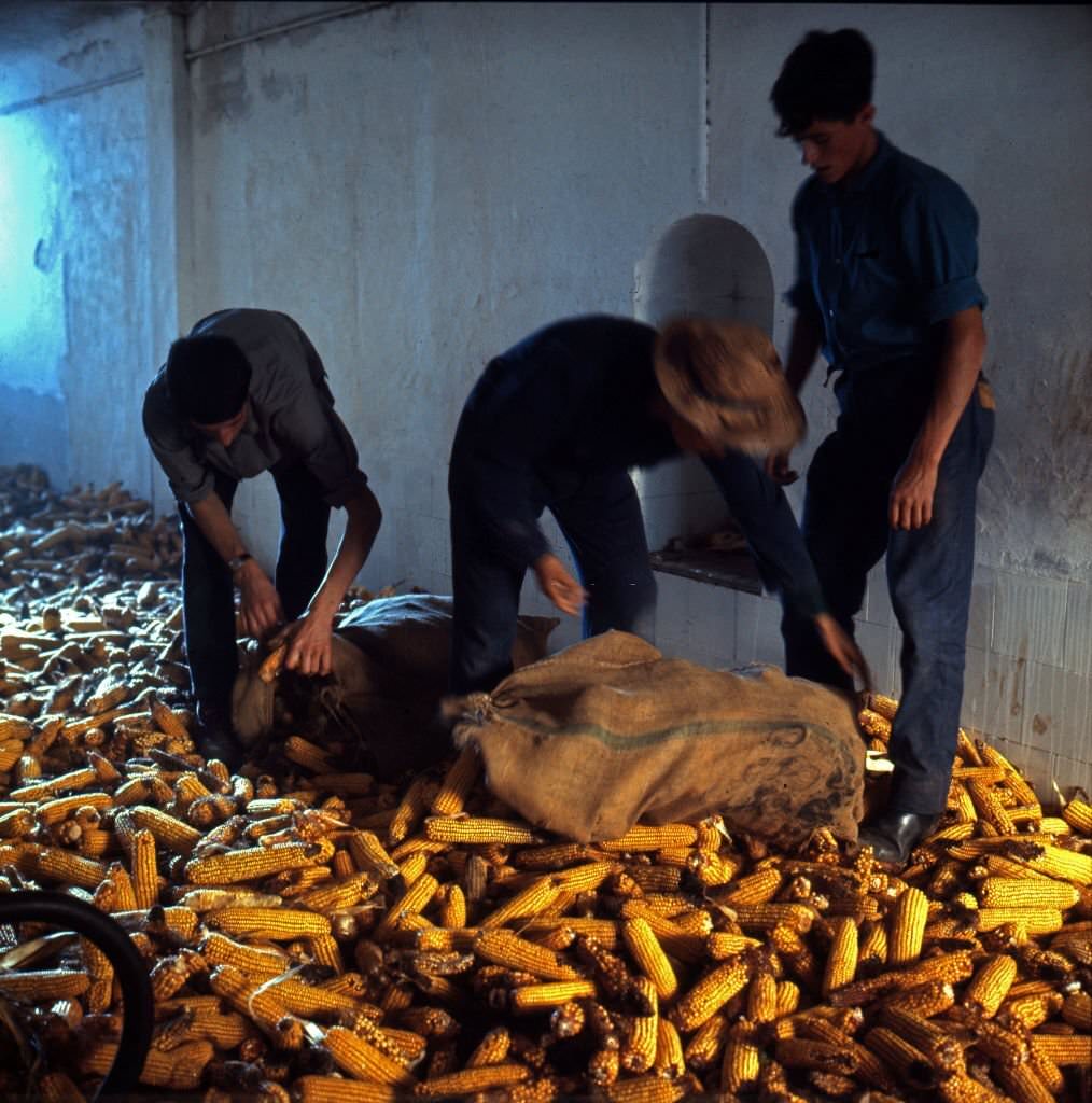 #199 Activities of the agronomist students of the agriculture school of Torrealba, Cordoba, Spain, 1964.