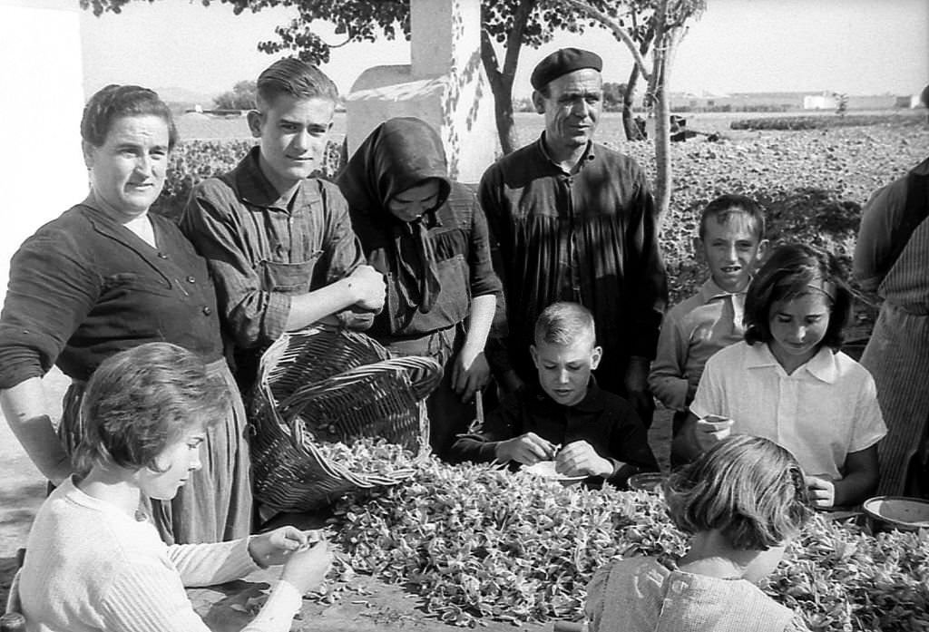 #7 Several people including children work to remove the stigmas from the saffron flower, in Spain, 960s.