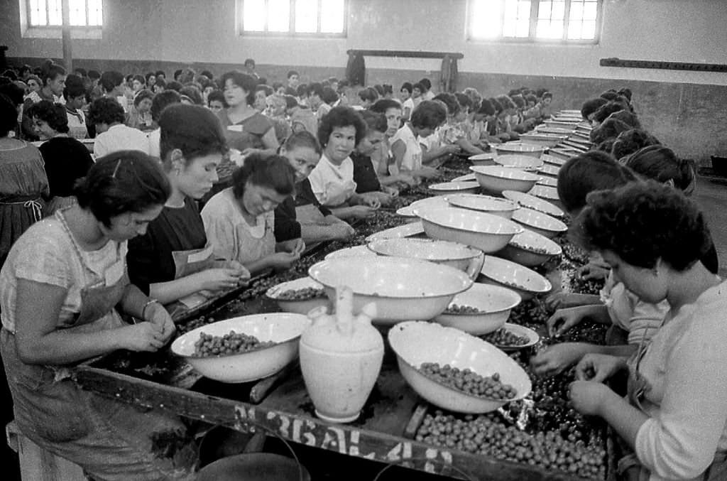 #8 Women at work removing the pits from olives, Spain, 1960s.
