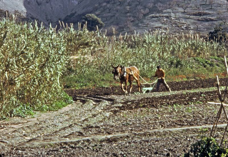 #234 Farmer using a mule and plough, Salobreña, Andalusia, 1977