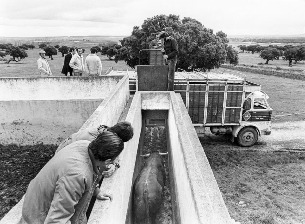 #29 Loading a bullfight bull into a truck, in Salamanca, Spain, 1970