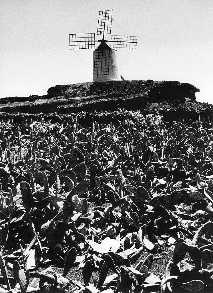 #138 Cactus field in front of a windmill, 1982