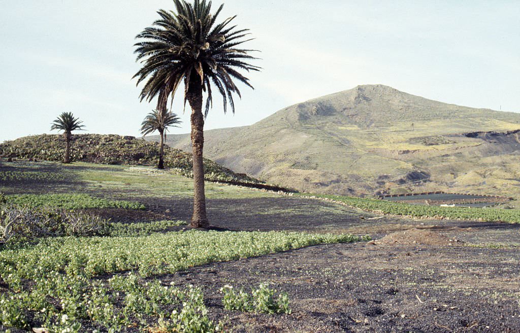 #21 Lanzarote, 1980,