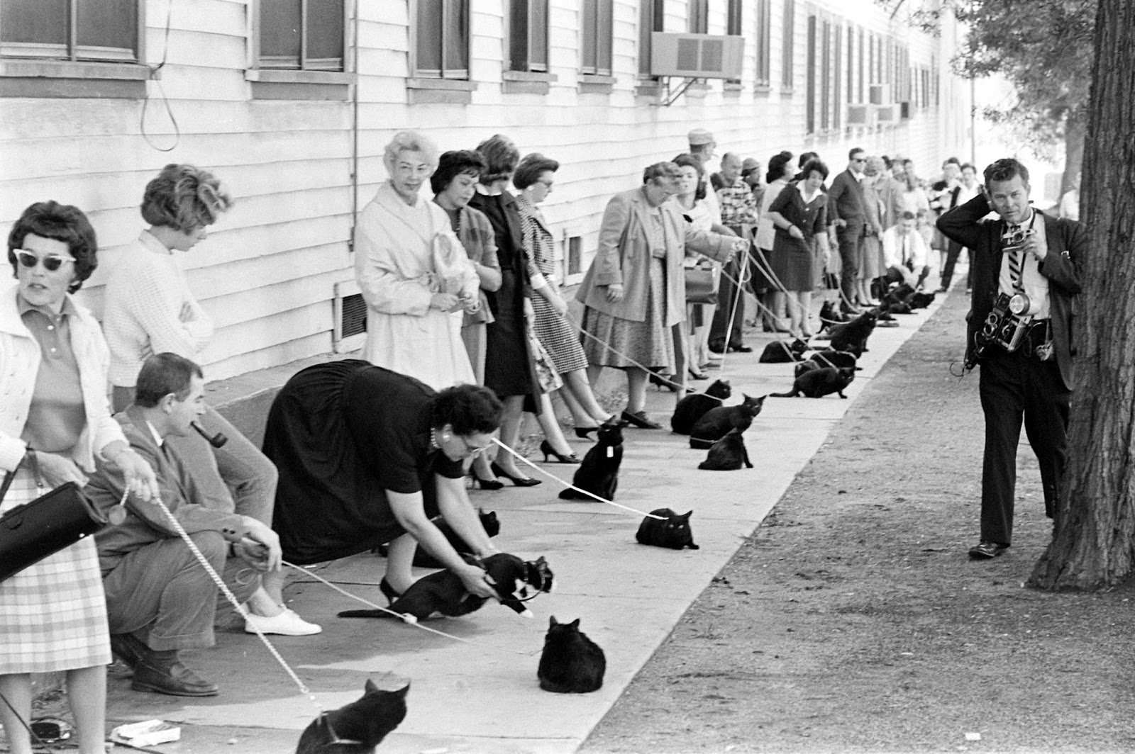 Audition for the Perfect Black Cat in Hollywood in 1961 Movies
