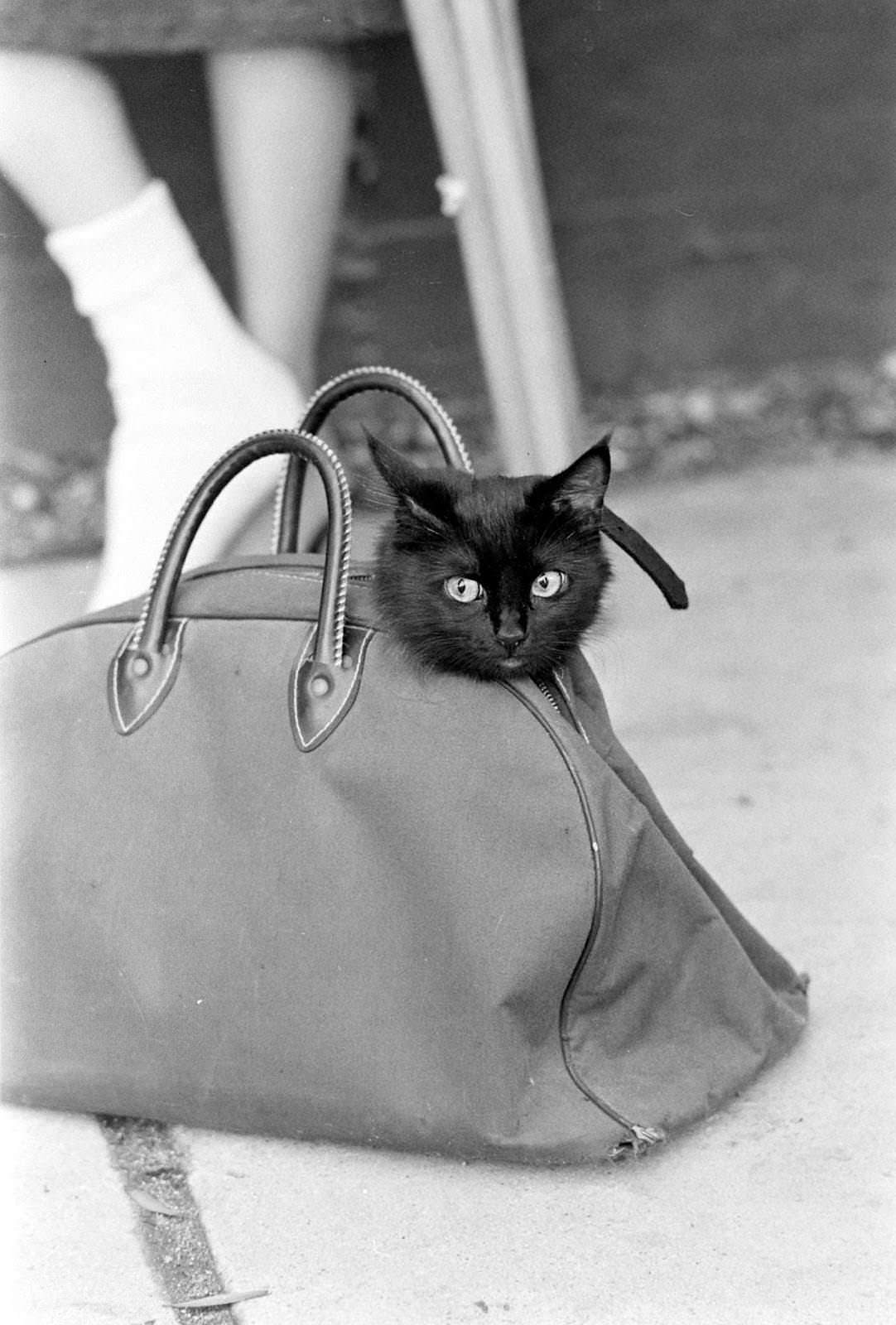 Audition for the Perfect Black Cat in Hollywood in 1961 Movies
