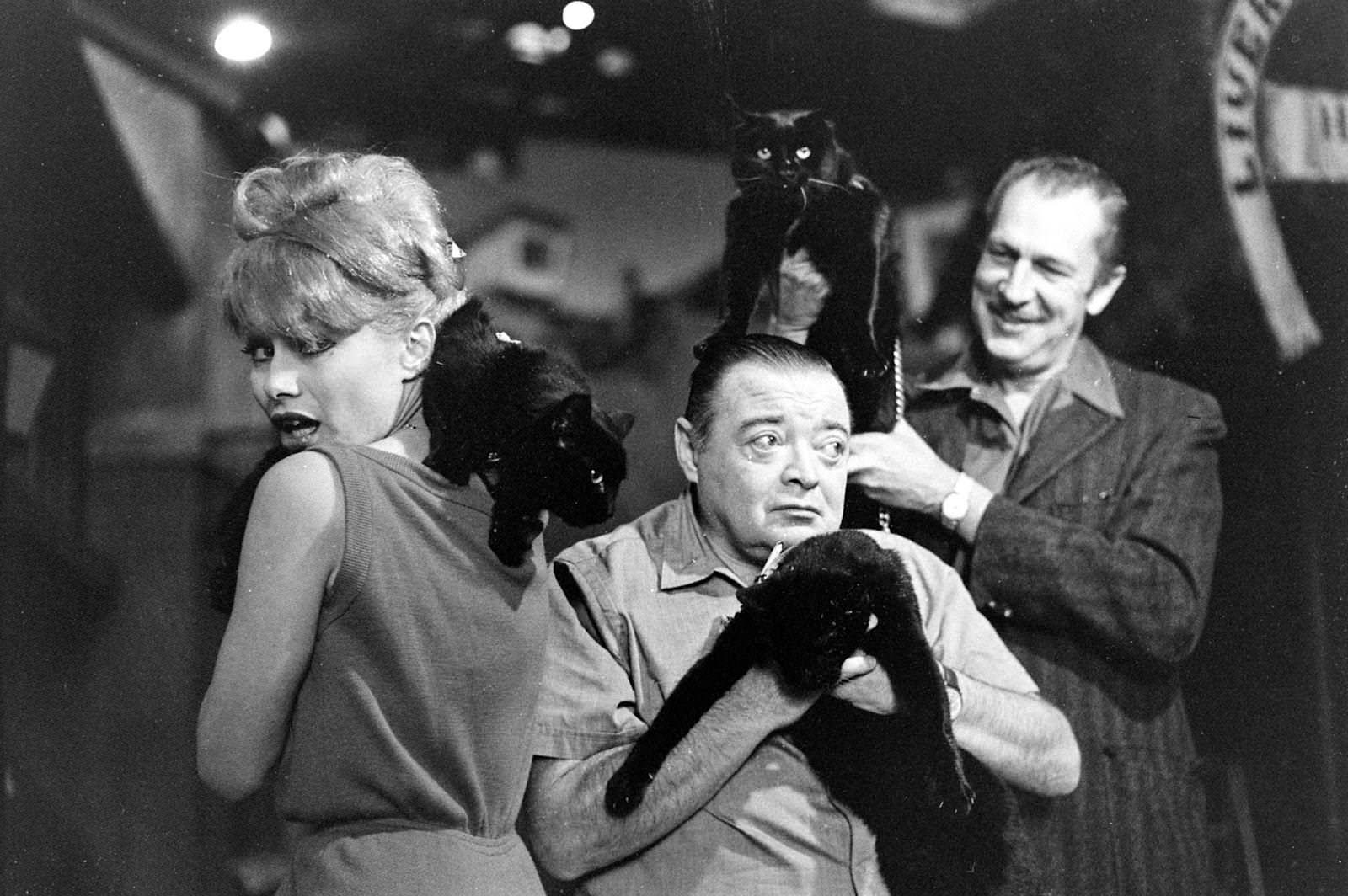 Audition for the Perfect Black Cat in Hollywood in 1961 Movies