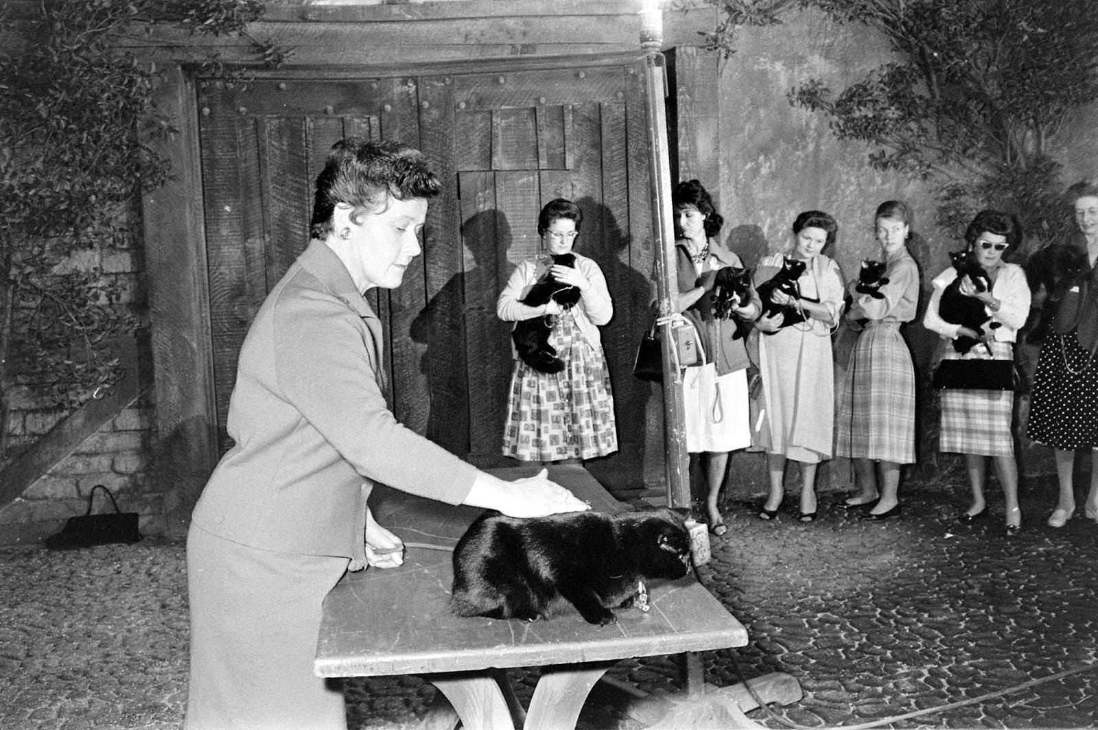 Audition for the Perfect Black Cat in Hollywood in 1961 Movies