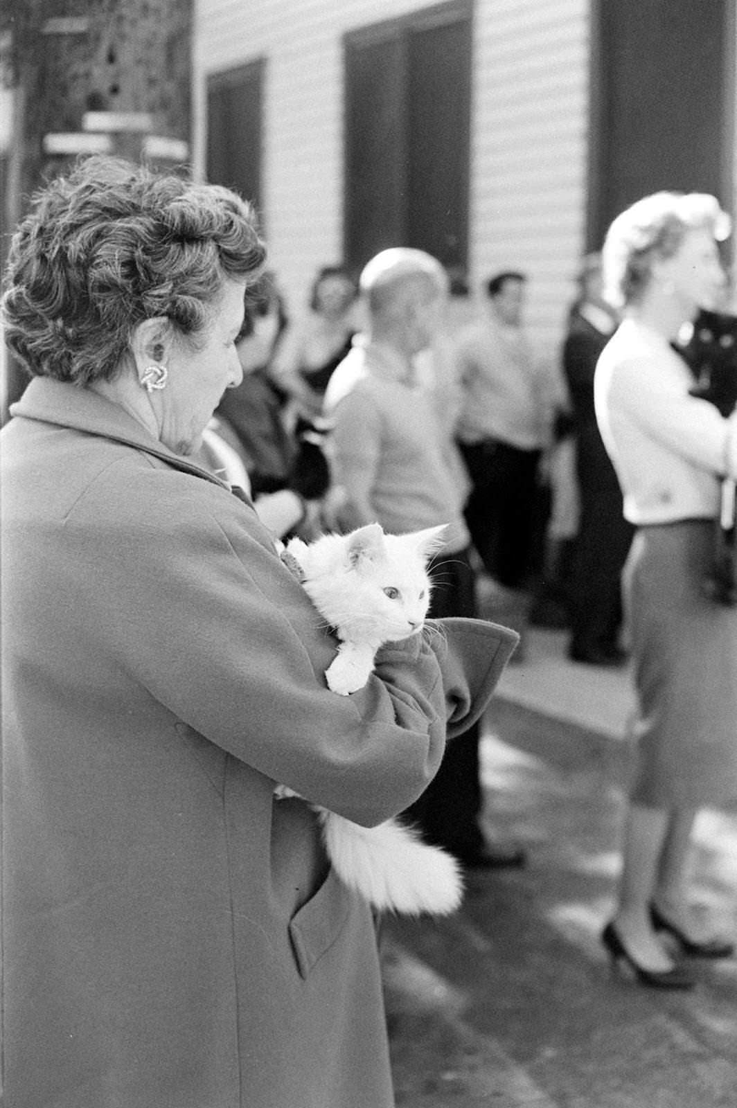 Audition for the Perfect Black Cat in Hollywood in 1961 Movies