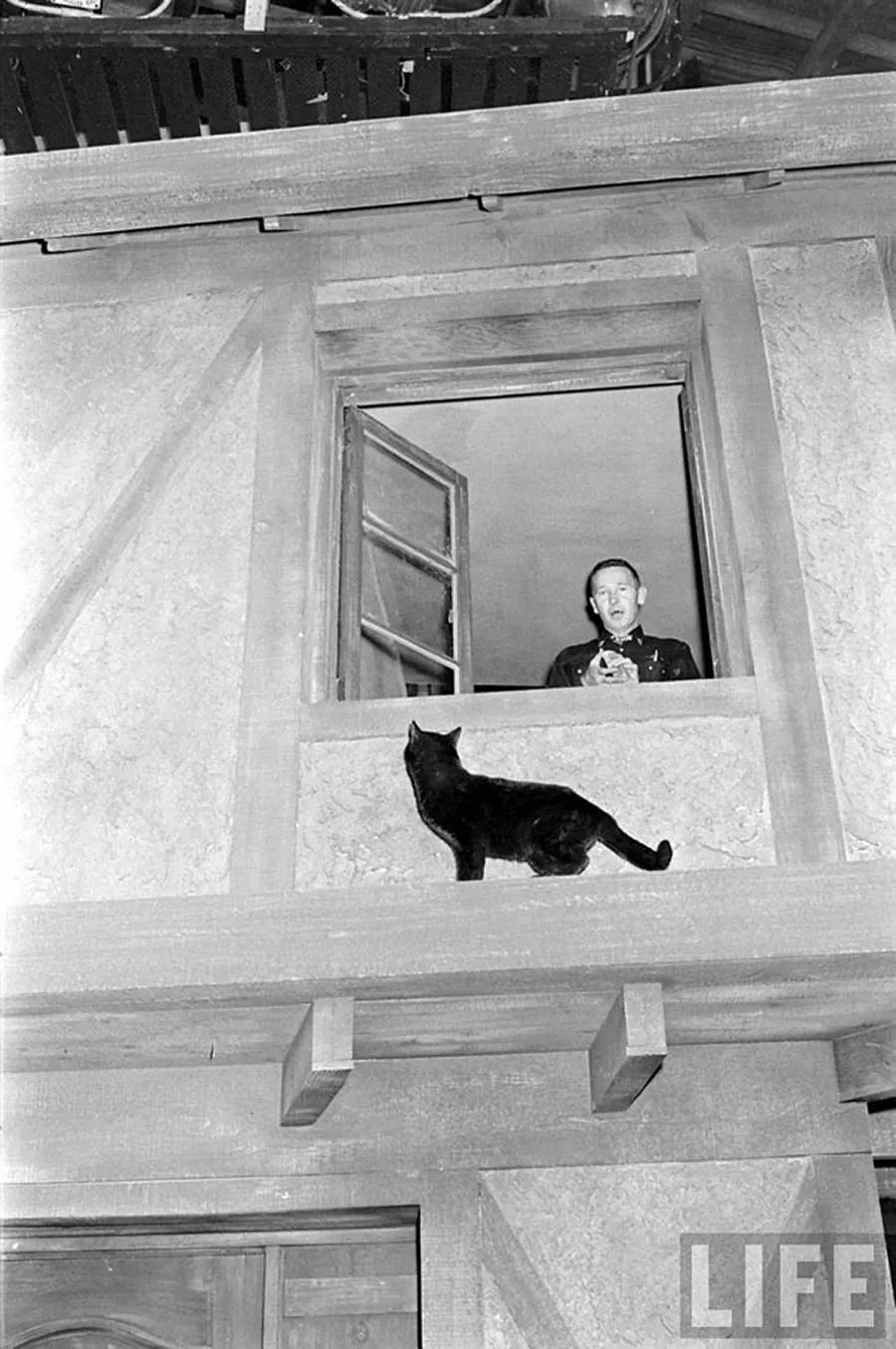 Audition for the Perfect Black Cat in Hollywood in 1961 Movies