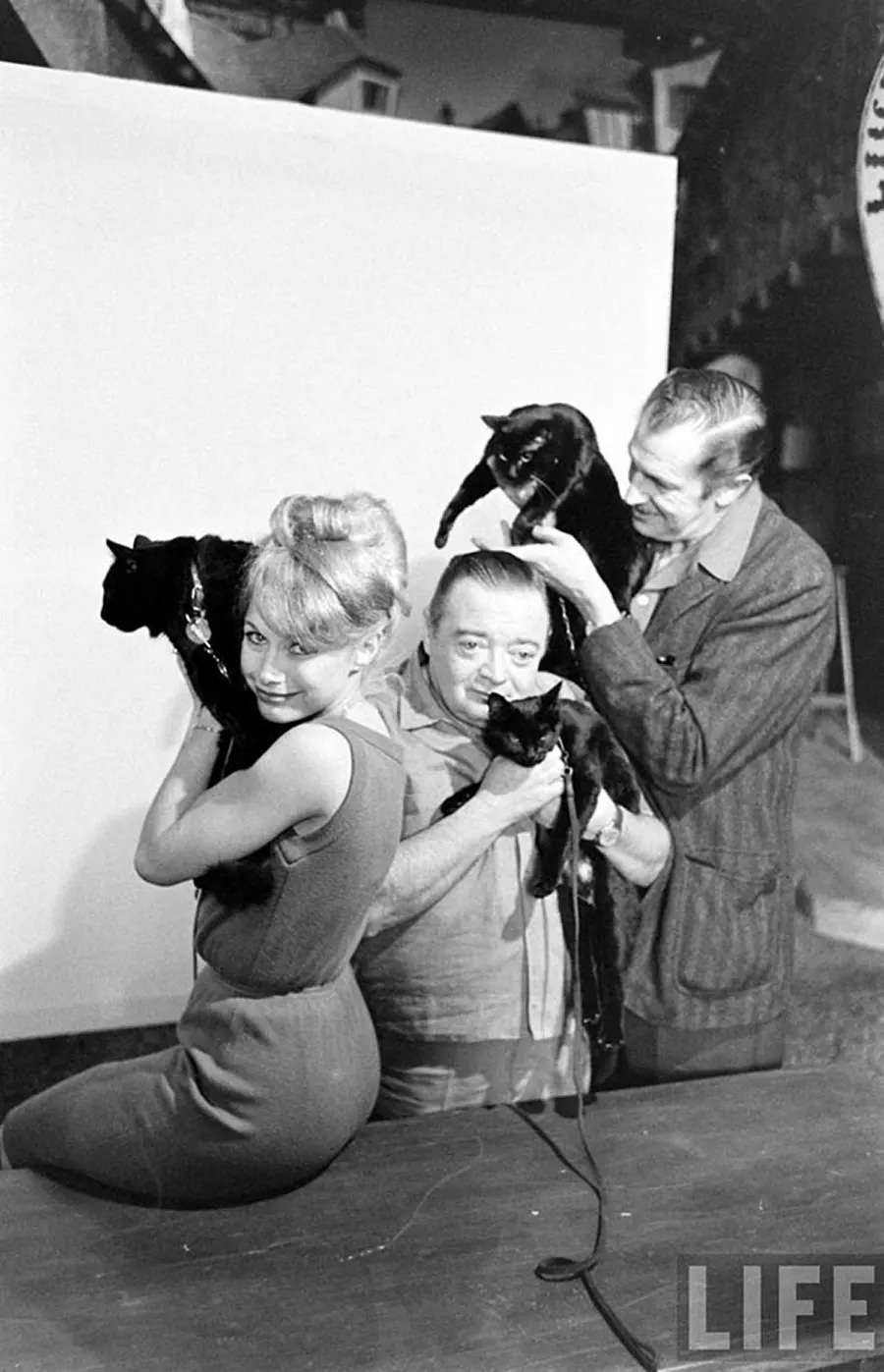 Audition for the Perfect Black Cat in Hollywood in 1961 Movies