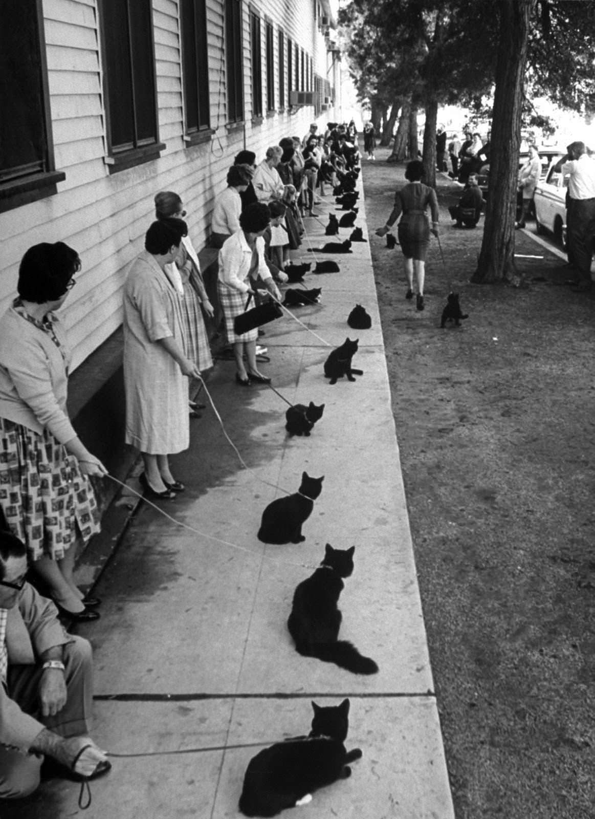 Audition for the Perfect Black Cat in Hollywood in 1961 Movies