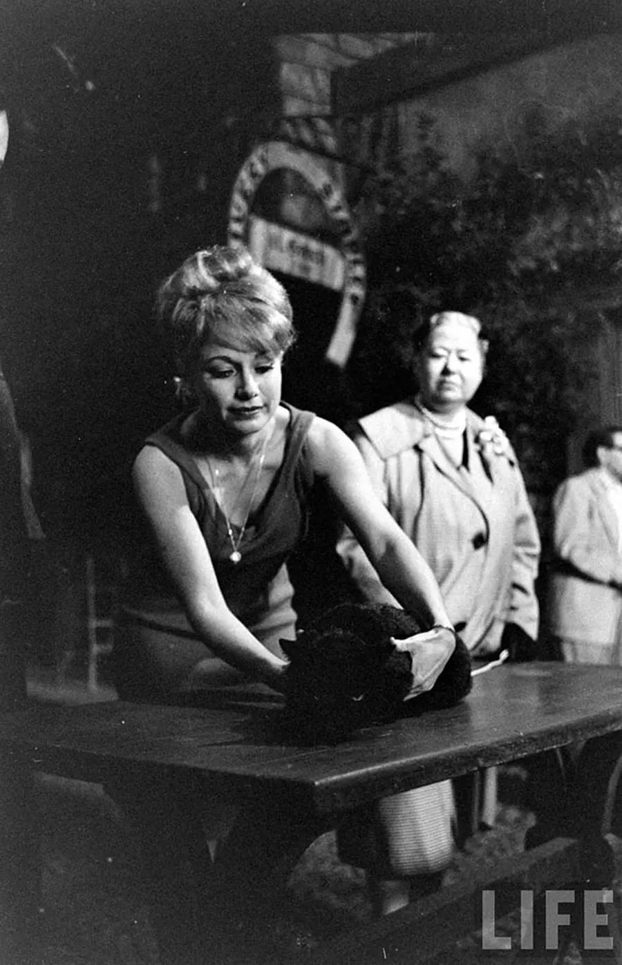 Audition for the Perfect Black Cat in Hollywood in 1961 Movies