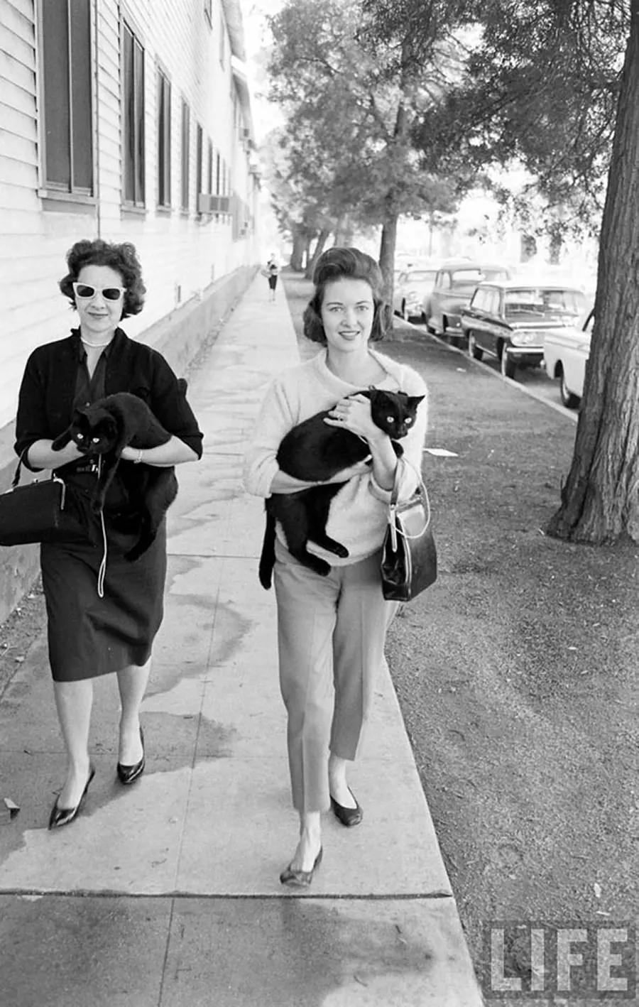 Audition for the Perfect Black Cat in Hollywood in 1961 Movies