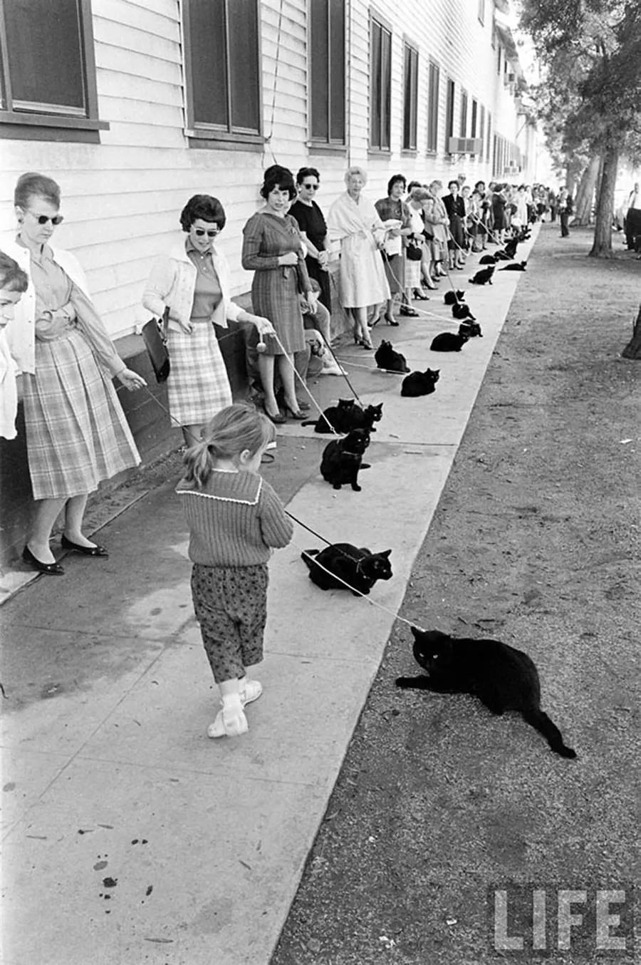 Audition for the Perfect Black Cat in Hollywood in 1961 Movies