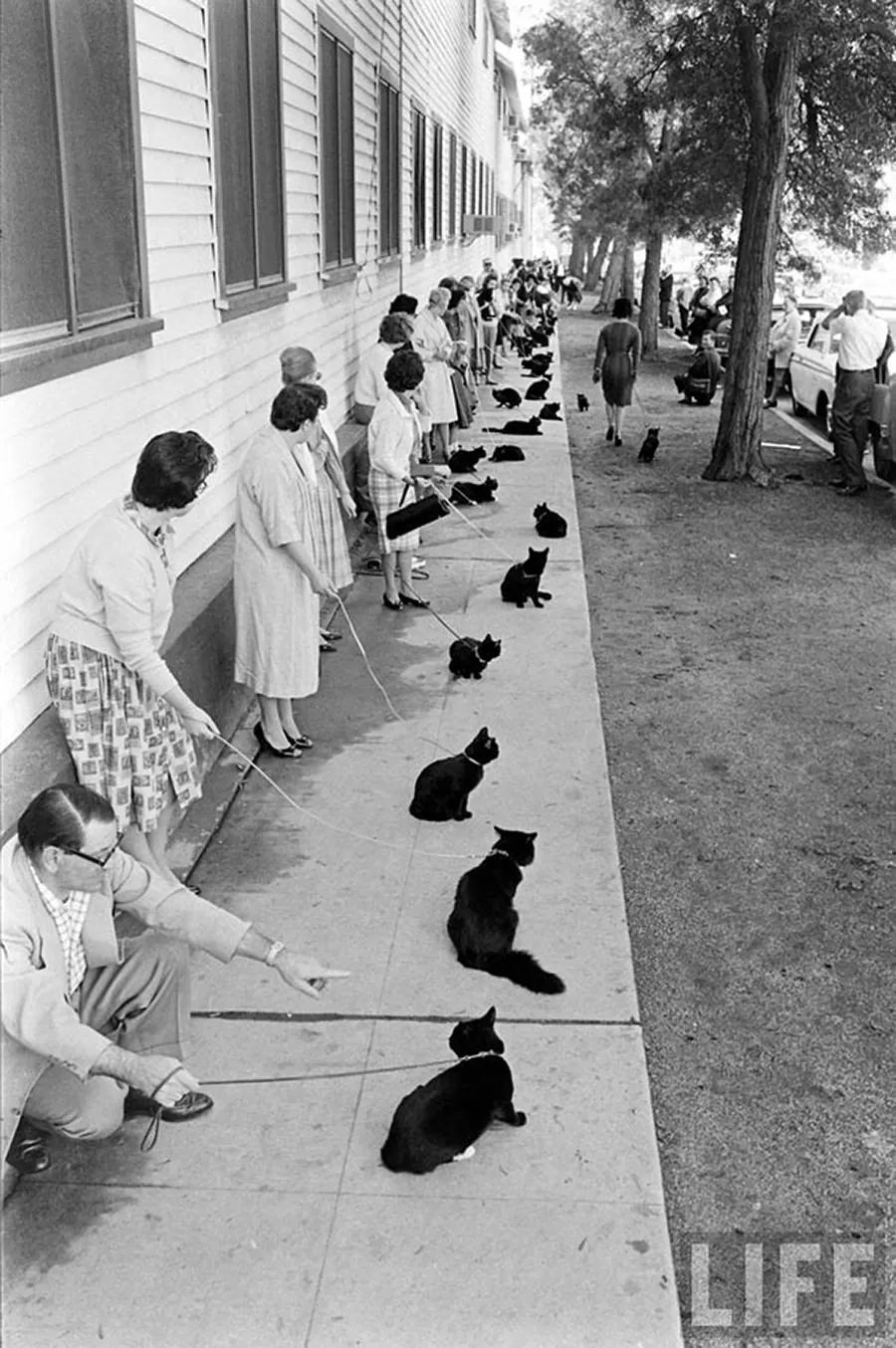 Audition for the Perfect Black Cat in Hollywood in 1961 Movies